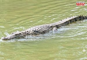 Sangli News : कृष्णेच्या डोहात ८ फूट लांबीच्या मगरीचा वावर; औदुंबर घाटावर भाविकांची गर्दी