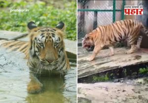 Sanjay Gandhi National Park : संजय गांधी राष्ट्रीय उद्यानातील १८ वर्षांच्या 'बिजली' वाघिणीचा वृद्धापकाळाने मृत्यू!