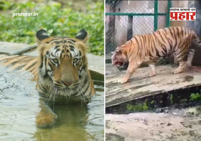Sanjay Gandhi National Park : संजय गांधी राष्ट्रीय उद्यानातील १८ वर्षांच्या 'बिजली' वाघिणीचा वृद्धापकाळाने मृत्यू!