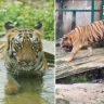 Sanjay Gandhi National Park : संजय गांधी राष्ट्रीय उद्यानातील १८ वर्षांच्या 'बिजली' वाघिणीचा वृद्धापकाळाने मृत्यू!