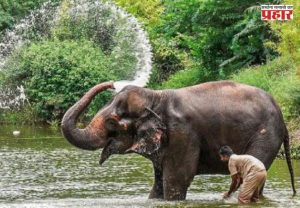 Madhuri Elephant News : माधुरी हत्तीणीची अखेर घरवापसी; 48 तासांचा प्रवास करून नांदणीत दाखल, कोल्हापूरकरांनी उधळला गुलाल