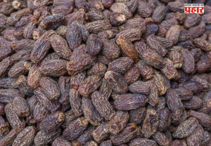 Nashik : पाकिस्तानचा छुपा डाव उधळला ! नाशिकमध्ये ३६२ मेट्रिक टनांहून अधिक खारीक जप्त