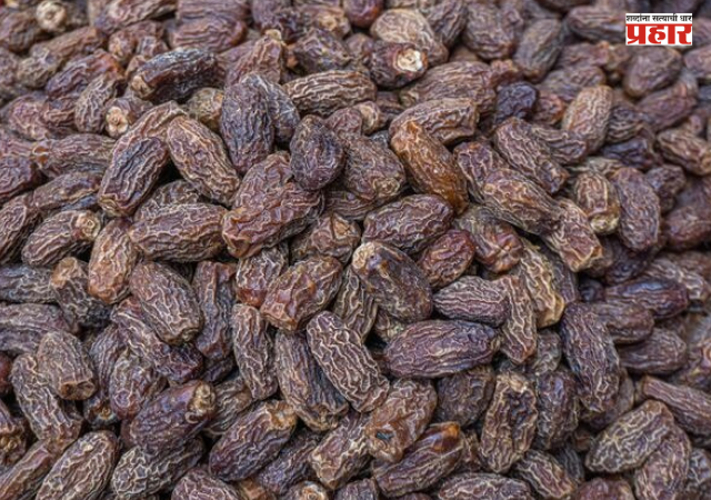 Nashik : पाकिस्तानचा छुपा डाव उधळला ! नाशिकमध्ये ३६२ मेट्रिक टनांहून अधिक खारीक जप्त
