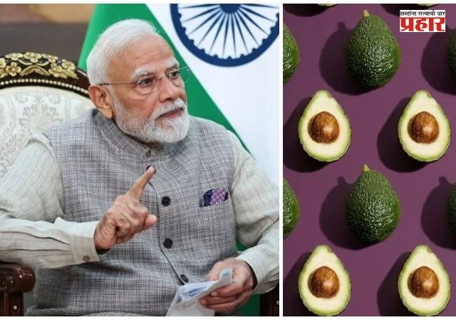 PM Modi On Indian Avocado : पंतप्रधान मोदींकडूनही ‘इंडियन अवोकॅडो’चं कौतुक; जाणून घ्या या फळाचे भन्नाट फायदे