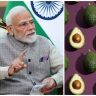 PM Modi On Indian Avocado : पंतप्रधान मोदींकडूनही ‘इंडियन अवोकॅडो’चं कौतुक; जाणून घ्या या फळाचे भन्नाट फायदे