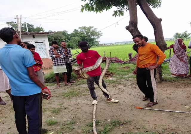 १२ फूट लांबीच्या अजगराने गावात उडवली खळबळ ! २० किलोच्या नीलगायच्या पाडसाला गिळले अन्...