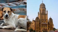 Mumbai Stray Dogs : आता एकदा पकडून नेल्यानंतर श्वानाला पुन्हा तिथेच सोडणार नाही