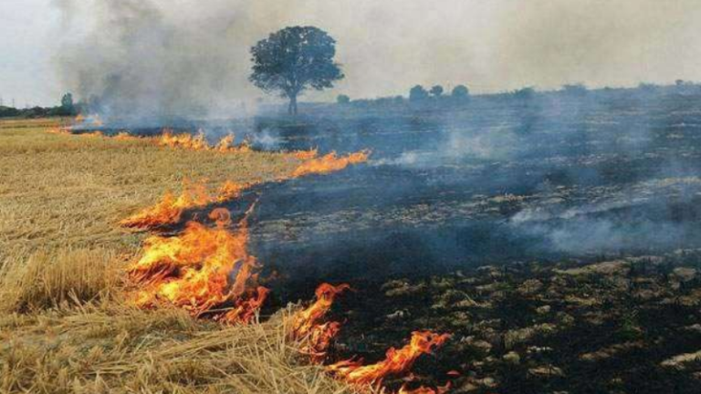 Delhi-NCR Air Pollution : दिल्ली-NCR मधील प्रदूषण रोखण्यासाठी CAQM अॅक्शन मोडमध्ये ! पंजाब-हरियाणाला पराली जाळण्यावर नियंत्रण ठेवण्याचे निर्देश