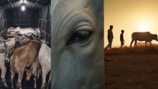 Dharavu Marathi Movie : धाराऊ... ती गाय नाय... माय हाय! दिग्दर्शक मनिष शिंदेचा “धाराऊ” चित्रपट २३ ऑक्टोबरपासून चित्रपटगृहांत
