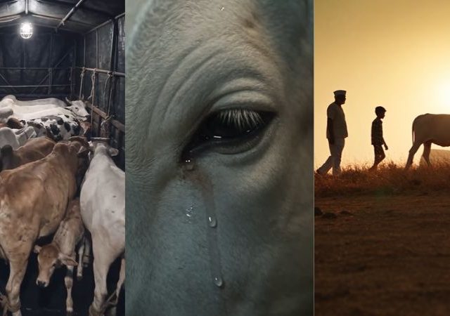 Dharavu Marathi Movie : धाराऊ... ती गाय नाय... माय हाय! दिग्दर्शक मनिष शिंदेचा “धाराऊ” चित्रपट २३ ऑक्टोबरपासून चित्रपटगृहांत