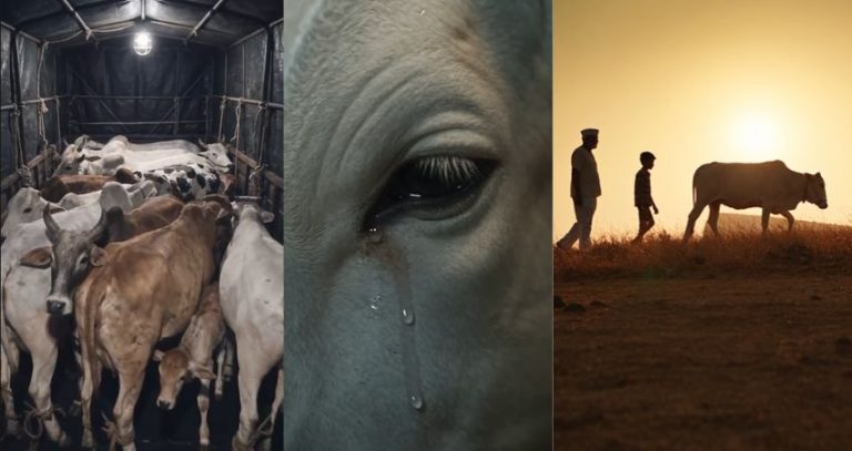 Dharavu Marathi Movie : धाराऊ... ती गाय नाय... माय हाय! दिग्दर्शक मनिष शिंदेचा “धाराऊ” चित्रपट २३ ऑक्टोबरपासून चित्रपटगृहांत