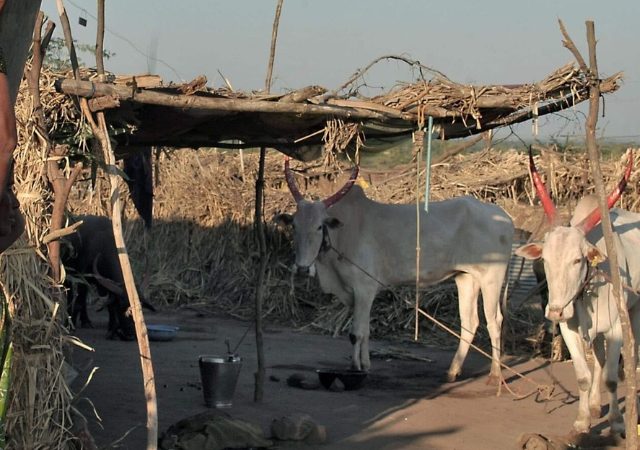 Fodder crisis in Nashik : नाशिकमध्ये चारा संकटाचे सावट, दुष्काळामुळे पशुधनाच्या चाऱ्याचा प्रश्न गंभीर