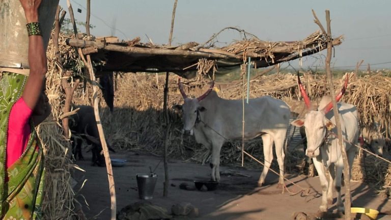 Fodder crisis in Nashik : नाशिकमध्ये चारा संकटाचे सावट, दुष्काळामुळे पशुधनाच्या चाऱ्याचा प्रश्न गंभीर
