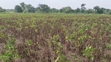 Maharashtra Drought: दुष्काळी तालुक्यांच्या यादीत आणखी 18 तालुक्यांची भर, पीक नुकसानीच्या सर्वेक्षणाला मंजुरी