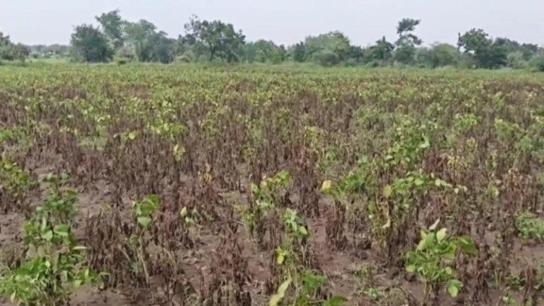 Maharashtra Drought: दुष्काळी तालुक्यांच्या यादीत आणखी 18 तालुक्यांची भर, पीक नुकसानीच्या सर्वेक्षणाला मंजुरी