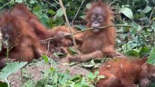 Orangutan rescue Odisha : ओडिशातून तस्करीत सापडलेली ५ ओरंगउटान पिल्ले लवकरच परतणार मायदेशी!