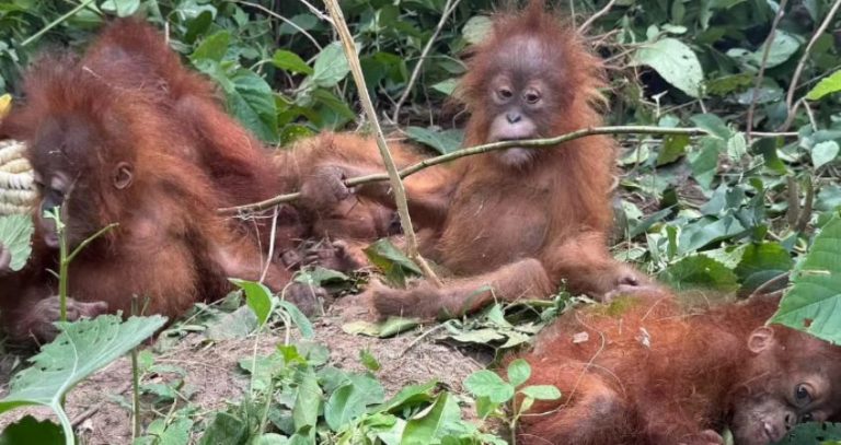 Orangutan rescue Odisha : ओडिशातून तस्करीत सापडलेली ५ ओरंगउटान पिल्ले लवकरच परतणार मायदेशी!