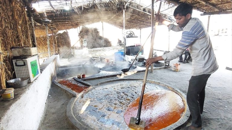 Palm Jaggery Export : भारताच्या सेंद्रिय पामिरा गुळाची बल्गेरियाला पहिली निर्यात; 1.755 टनांची खेप रवाना