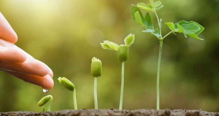 Tree Plantation Badlapur : सरकारी प्रकल्पांमधील बाधित झाडांच्या बदल्यात पर्यायी वृक्ष लागवड बदलापुरला...खासगी इमारतींची मुंबईत