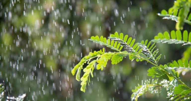 Weather Update : महाराष्ट्रात पुन्हा हवामान बदलणार;'या' जिल्ह्यांत पावसाची शक्यता