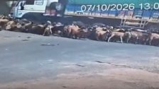 Sheep and goat accident news : धक्कादायक घटना! मालवाहू ट्रकने मेंढ्या-शेळ्यांच्या कळपाला उडवले; २५ निष्पाप जनावरांचा जागीच मृत्यू, ३० गंभीर