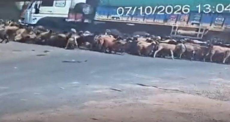 Sheep and goat accident news : धक्कादायक घटना! मालवाहू ट्रकने मेंढ्या-शेळ्यांच्या कळपाला उडवले; २५ निष्पाप जनावरांचा जागीच मृत्यू, ३० गंभीर