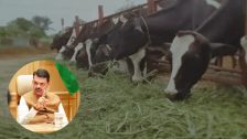 Cm Devendra Fadanvis News: राज्य सरकारचा महत्त्वाचा निर्णय! चारा परराज्यात पाठविण्यास बंदी...